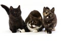 Chocolate and White British Shorthair Domestic Cat, Female and its Black Tortoise-Shell and Black Kittens standing against White Royalty Free Stock Photo