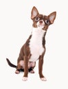 Chocolate with white chihuahua dog isolated