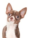 Chocolate with white chihuahua portrait