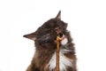 chocolate white LaPerm Cat chewing matatabi stick on white background Royalty Free Stock Photo