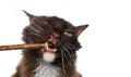 chocolate white LaPerm Cat with open mouth chewing on matatabi stick Royalty Free Stock Photo