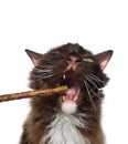 chocolate white LaPerm Cat with open mouth chewing on matatabi stick Royalty Free Stock Photo