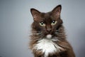 chocolate white LaPerm Cat portrait on gray background Royalty Free Stock Photo