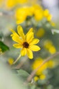 Chocolate yellow daisies grow blooming in the garden
