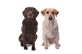Chocolate and yellow labs Royalty Free Stock Photo