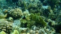 Chocolatedip chromis Chromis dimidiata undersea, Red Sea, Egypt, Sinai, Ras Mohammad national park