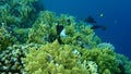 Chocolatedip chromis Chromis dimidiata undersea, Red Sea, Egypt, Sharm El Sheikh, Nabq Bay