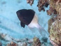 Chocolatedip chromis