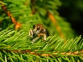 Choerades, flying insect perched on a fir