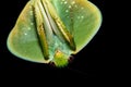 Choeradodis rhombicollis or hooded mantis Royalty Free Stock Photo