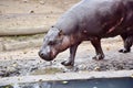 Choeropsis Liberiensis Small Hippopotamus Stock Photo