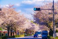 Chofu Airport cherry tree-lined