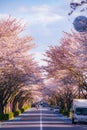 Chofu Airport cherry tree-lined