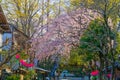 Chofu Jindaiji of Sakura and city