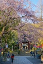 Chofu Jindaiji of Sakura and city