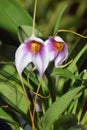 Choice Masdevallia Orchid