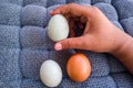 Choices of Eggs: Hand Presenting Different Chicken and Duck Eggs. Royalty Free Stock Photo
