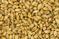 Choicest grains of wheat background Royalty Free Stock Photo