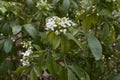 Choisya ternata shrub in bloom Royalty Free Stock Photo