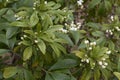 Choisya ternata shrub in bloom Royalty Free Stock Photo