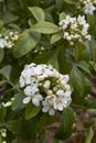 Choisya ternata shrub in bloom Royalty Free Stock Photo