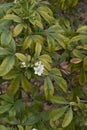 Choisya ternata shrub in bloom Royalty Free Stock Photo