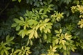 Choisya ternata evergreen shrub Royalty Free Stock Photo