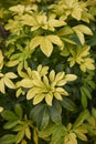 Choisya ternata evergreen shrub Royalty Free Stock Photo