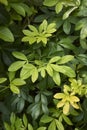 Choisya ternata evergreen shrub Royalty Free Stock Photo