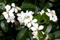 Choisya ternata, Mexican orange, Mock orange Royalty Free Stock Photo