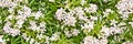 Choisya ternata, mexican orange tree in bloom white small flowers spring panoramic background