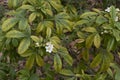 Choisya ternata shrub in bloom Royalty Free Stock Photo