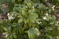 Choisya ternata shrub in bloom Royalty Free Stock Photo