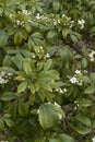 Choisya ternata shrub in bloom Royalty Free Stock Photo