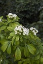 Evergreen shrub of Choisya ternata Royalty Free Stock Photo
