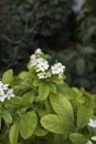 Evergreen shrub of Choisya ternata Royalty Free Stock Photo