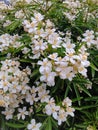 Choisya ternata is widely grown as an ornamental plant. Royalty Free Stock Photo