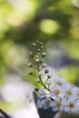 Choke Cherry Buds