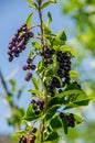 Chokeberries Royalty Free Stock Photo