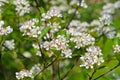Chokeberries flower in springtime Royalty Free Stock Photo
