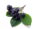 Chokeberry Royalty Free Stock Photo