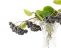 Chokeberry Royalty Free Stock Photo