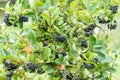 Chokeberry or Aronia melanocarpa bush. Organic and vegetarian food