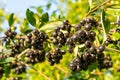 Chokeberry Aronia melanocarpa on tree in the orchard