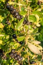 Chokeberry Aronia melanocarpa on tree in the orchard