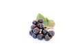 Chokeberry or Aronia melanocarpa on white