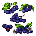 chokeberry aronia set sketch hand drawn vector