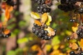 Chokeberry in autumn.Harvesting of chokeberry in the backyard