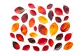 Chokeberry autumn leaves. Red, orange, yellow, burgundy leaves