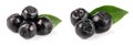 Chokeberry with leaf isolated on white background. Black aronia berries Royalty Free Stock Photo